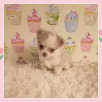Latte, a female Chihuahua for sale in Modesto, CA – 2 of 6
