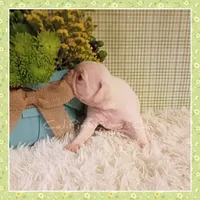 Luna (Albino "Pink") 1, a female Pug for sale in Modesto, CA – 3 of 8