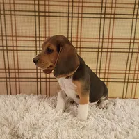 Benji, a male Beagle for sale in Modesto, CA – 3 of 9