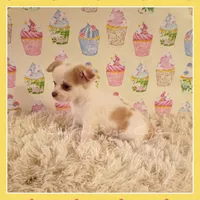 Benson, a male Chihuahua for sale in Modesto, CA – 3 of 9