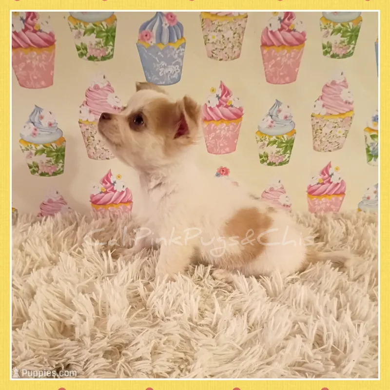 Benson – Chihuahua puppy for sale in Modesto, CA