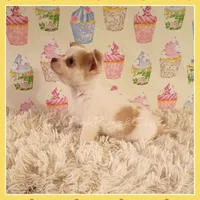 Benson, a male Chihuahua for sale in Modesto, CA – 1 of 9
