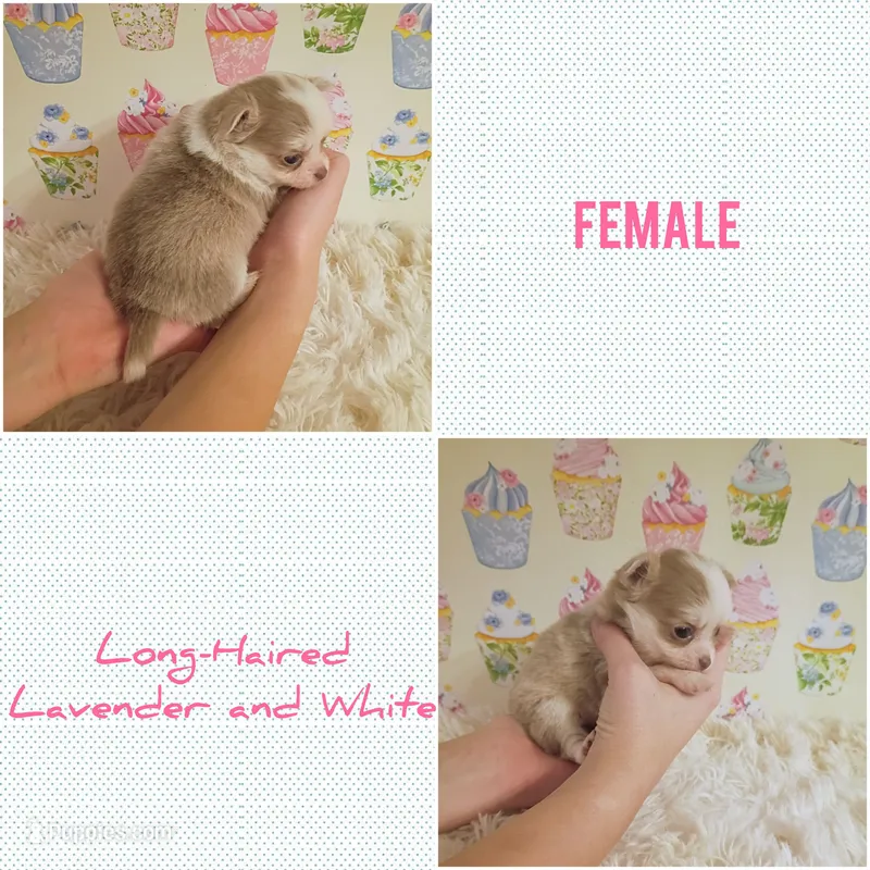 Latte – Chihuahua puppy for sale in Modesto, CA