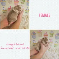 Latte, a female Chihuahua for sale in Modesto, CA – 1 of 3