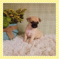 Emmi (Chug), a female Chihuahua and Pug for sale in Modesto, CA – 5 of 9