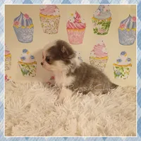 Violet, a female Chihuahua for sale in Modesto, CA – 6 of 10