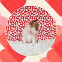 Valentino, a male Chihuahua for sale in Modesto, CA – Photo 2 of 10