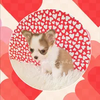 Valentino, a male Chihuahua for sale in Modesto, CA – Photo 5 of 10