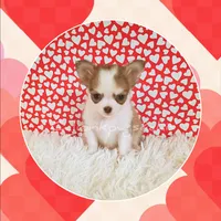 Valentino, a male Chihuahua for sale in Modesto, CA – Photo 4 of 10
