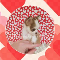 Valentino, a male Chihuahua for sale in Modesto, CA – Photo 7 of 10