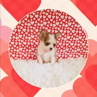 Valentino, a male Chihuahua for sale in Modesto, CA – Photo 8 of 10