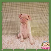 Lulu (Albino Pug), a female Pug for sale in Modesto, CA – 6 of 7