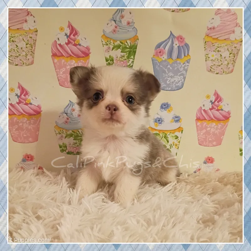 Violet – Chihuahua puppy for sale in Modesto, CA