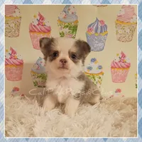 Violet, a female Chihuahua for sale in Modesto, CA – 1 of 10