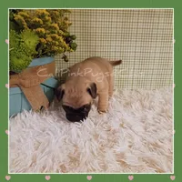 Booger, a male Pug for sale in Modesto, CA – 5 of 8