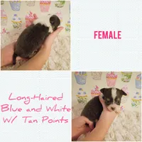 Bluey, a female Chihuahua for sale in Modesto, CA – 7 of 7