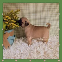 Booger, a male Pug for sale in Modesto, CA – 6 of 8