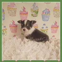 Bluey, a female Chihuahua for sale in Modesto, CA – 2 of 7