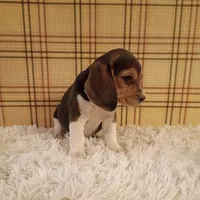 Baxter, a male Beagle for sale in Modesto, CA – 2 of 3