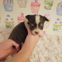 Bluey, a female Chihuahua for sale in Modesto, CA – 2 of 3
