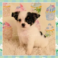 Moo-moo, a female Chihuahua for sale in Modesto, CA – 3 of 5