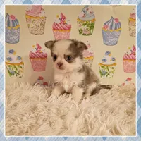 Violet, a female Chihuahua for sale in Modesto, CA – 8 of 10