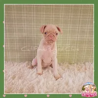 Luna ( Albino "Pink" Pug), a female Pug for sale in Modesto, CA – 7 of 10