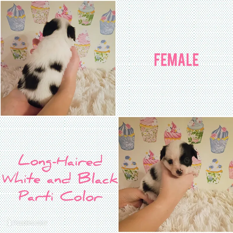 Moo-moo – Chihuahua puppy for sale in Modesto, CA
