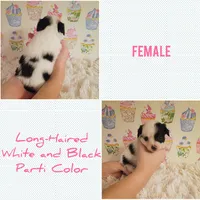 Moo-moo, a female Chihuahua for sale in Modesto, CA – 1 of 3