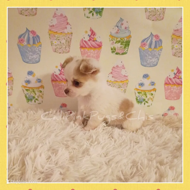 Tanner – Chihuahua puppy for sale in Modesto, CA