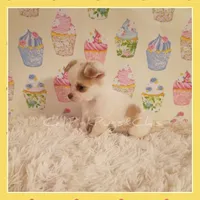 Tanner, a male Chihuahua for sale in Modesto, CA – 1 of 7