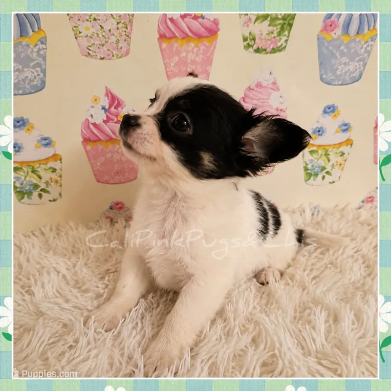 Moo-moo – Chihuahua puppy for sale in Modesto, CA