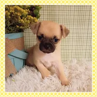 Emmi (Chug), a female Chihuahua and Pug for sale in Modesto, CA – 2 of 9