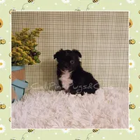 Humphrey, a male Chihuahua for sale in Modesto, CA – Photo 2 of 10