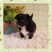 Humphrey, a male Chihuahua for sale in Modesto, CA – Photo 8 of 10
