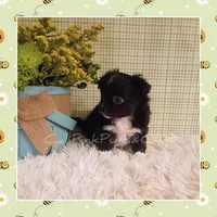Humphrey, a male Chihuahua for sale in Modesto, CA – Photo 1 of 10