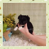 Humphrey, a male Chihuahua for sale in Modesto, CA – Photo 5 of 10