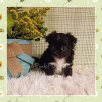 Humphrey, a male Chihuahua for sale in Modesto, CA – Photo 6 of 10