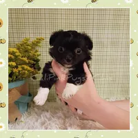 Humphrey, a male Chihuahua for sale in Modesto, CA – Photo 7 of 10