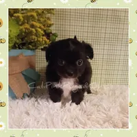 Humphrey, a male Chihuahua for sale in Modesto, CA – Photo 3 of 10