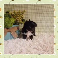 Humphrey, a male Chihuahua for sale in Modesto, CA – Photo 4 of 10