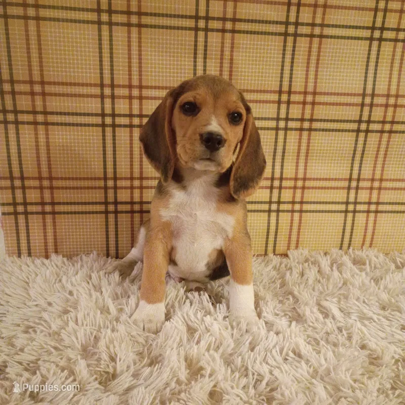 Billy – Beagle puppy for sale in Modesto, CA