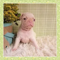 Luna (Albino), a female Pug for sale in Modesto, CA – 6 of 7