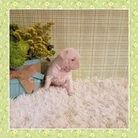 Luna (Albino), a female Pug for sale in Modesto, CA – 3 of 7