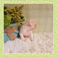 Luna (Albino), a female Pug for sale in Modesto, CA – 5 of 7