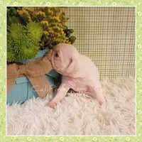 Luna (Albino), a female Pug for sale in Modesto, CA – 4 of 7