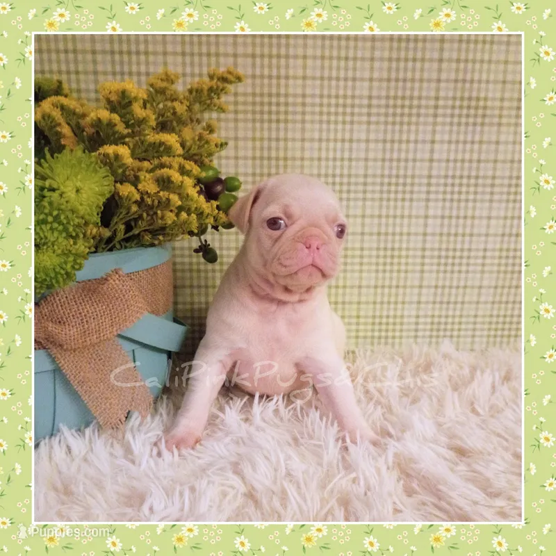 Luna (Albino) – Pug puppy for sale in Modesto, CA