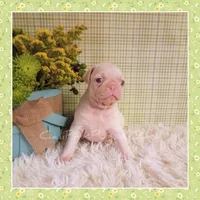Luna (Albino), a female Pug for sale in Modesto, CA – 1 of 7