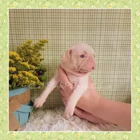 Luna (Albino), a female Pug for sale in Modesto, CA – 2 of 7