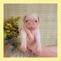 Lulu (Albino), a female Pug for sale in Modesto, CA – 3 of 7